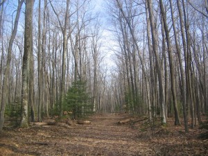 Quehanna Hoover Road Walking Trail