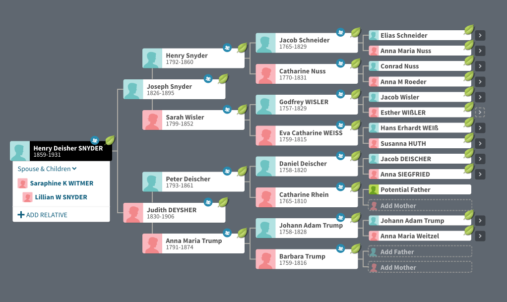 Ancestry family tree example shown in pedigree layout